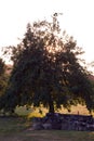 Solitary tree at sunset in a countryside summer landscape france Royalty Free Stock Photo